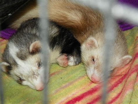 My ferrets sleeping together for the first time! Bonded! :) : ferrets