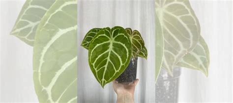 Антуриум кристаллинум купить в Санкт-Петербурге | Товары для дома и ...