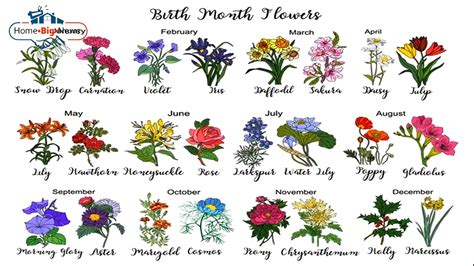 What Are Australian Birth Flowers And How Do They Look