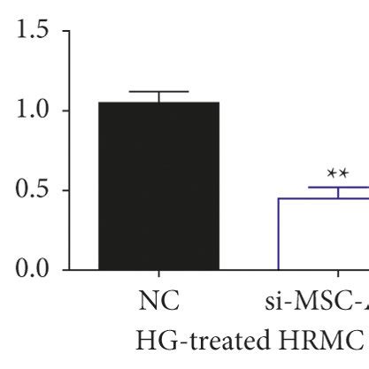 Lncrna Msc As Knockdown Alleviates Hg Induced Proliferation Fibrosis