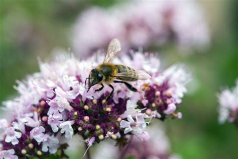 Bienenfreundliche Balkonpflanzen für Bienenretter Plantura