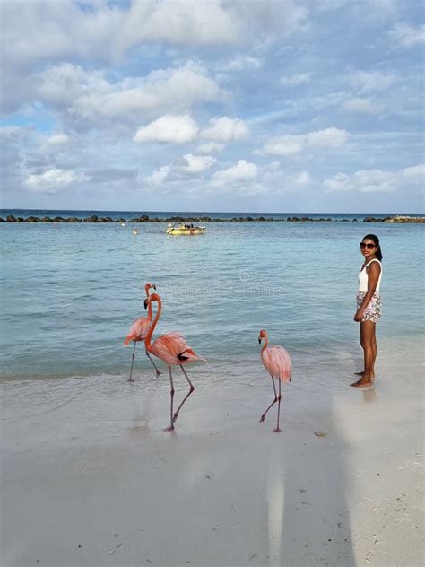 Playa Aruba Con Flamencos Rosas En La Playa Flamingo En La Playa De