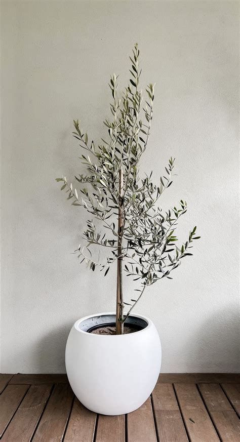 Beautiful Olive Tree In Our Amalfi Planter The Contemporary Collection