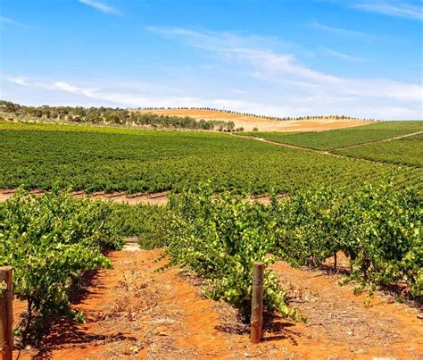 7 Best Things To Do In Clare Valley