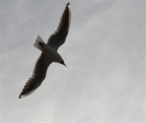 Чайка в полёте: b_d_v — LiveJournal
