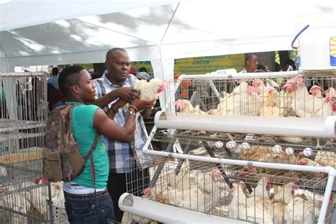 Haïti Broilers principal producteur d oeufs et de poulets du pays