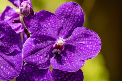 Purple orchids stock photo. Image of flower, flowers - 128023170