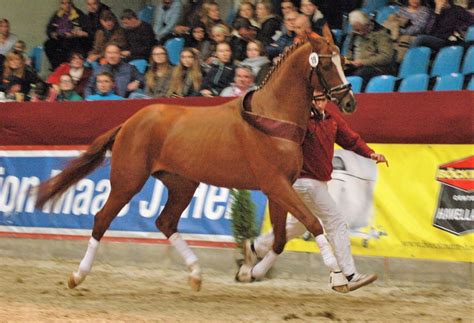 Schaufenster Der Besten Reitsport Portal