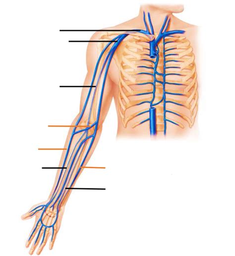 Veins Of The Upper Limbs Diagram Quizlet