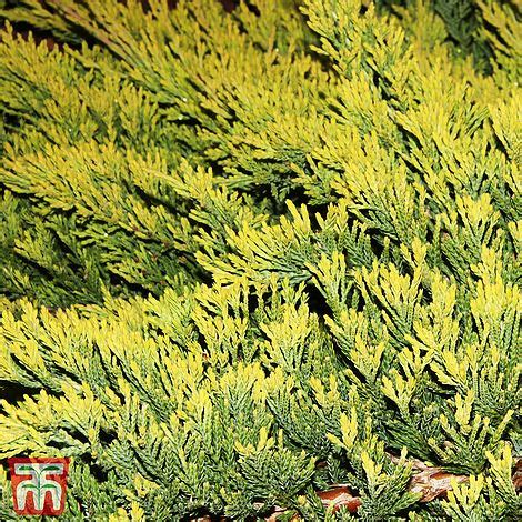 Juniperus horizontalis 'Golden Carpet' plants | Thompson & Morgan