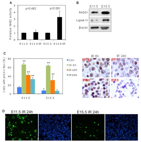 High Dna Damage Repair Capacity And Low Apoptosis In E Compared To