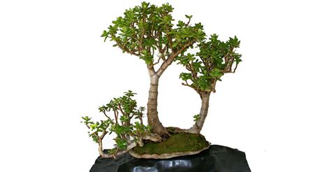 Care Guide For The Jade Bonsai Tree World Of Succulents