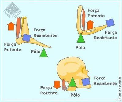 Exemplo De Alavanca Inter Resistente No Corpo Humano Novo Exemplo