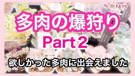 【多肉植物】【多肉狩り】秋です🍁多肉狩りへ行こう！遂に！！欲しかった多肉に出会えました♫ホムセンand園芸店で多肉の爆狩りパート② Youtube