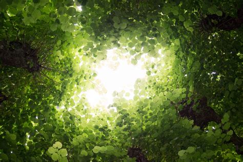 Sfondi Luce Del Sole Alberi Natura Erba Piante Ramo Verde