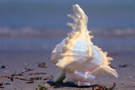 Beautiful View A Shankha Is A Conch Shell Of Ritual And Religious