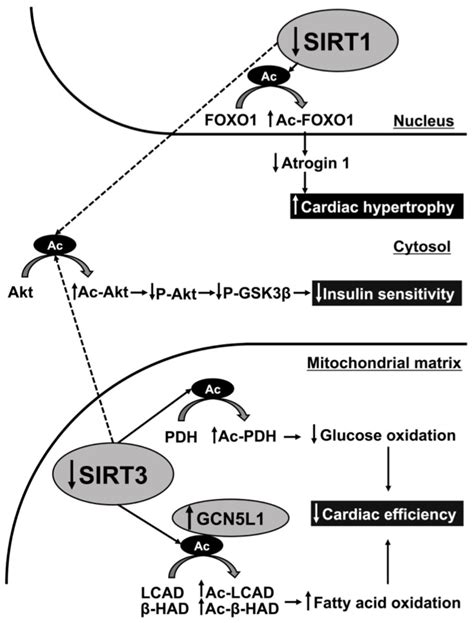 Possible Role Of SIRT1 And SIRT3 In The Regulation Of Cardiac