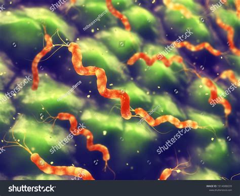 Spiral Shaped Bacteria