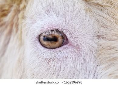 Goat Eye Pupil