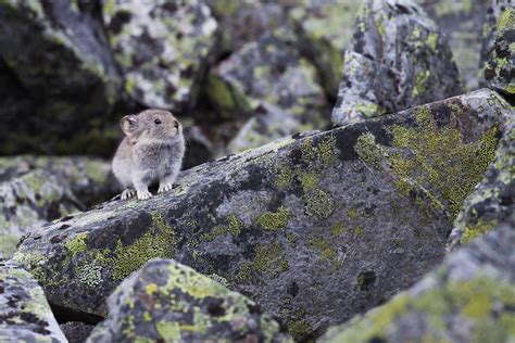 Adopt A Collared Pika Plush And Certificate T Kits