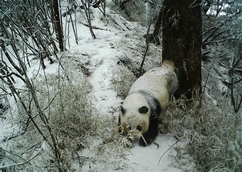 Panda Scent Marking Image Eurekalert Science News Releases