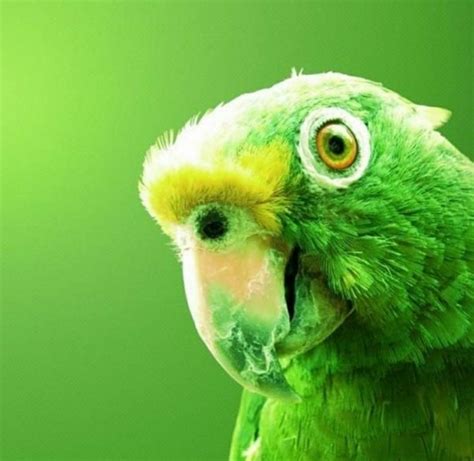 Pin By Edgar Gutierrez On Paleta De Color Verde Simple Green Parrot