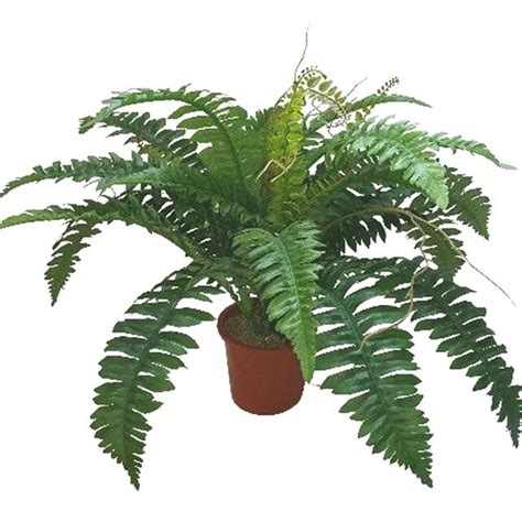 Large Artificial Silk Boston Fern Bush Plant Green Shelf Edge