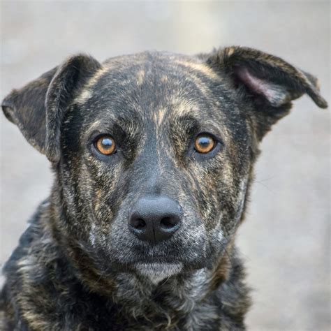 brady animal hospital 5