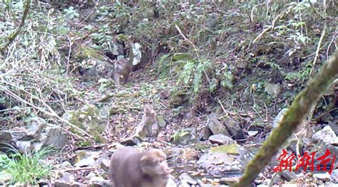 炎陵发现国家二级保护动物藏酋猴 株洲 新湖南