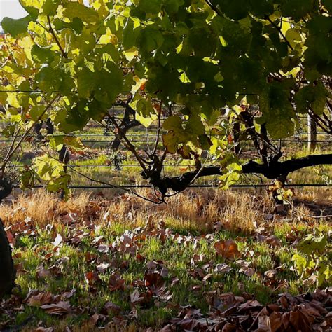 Best Wineries In Margaret River To Visit In Winetourism