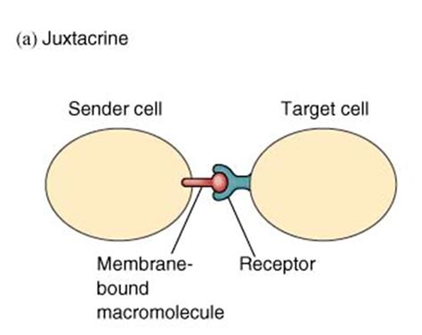 Signal Transduction Flashcards Quizlet