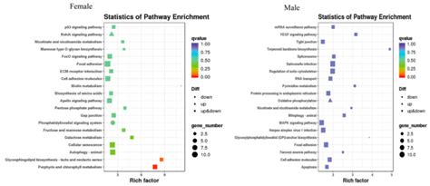 Effects of 17α Methyltestosterone on the Transcriptome and Sex Hormones in the Brain of