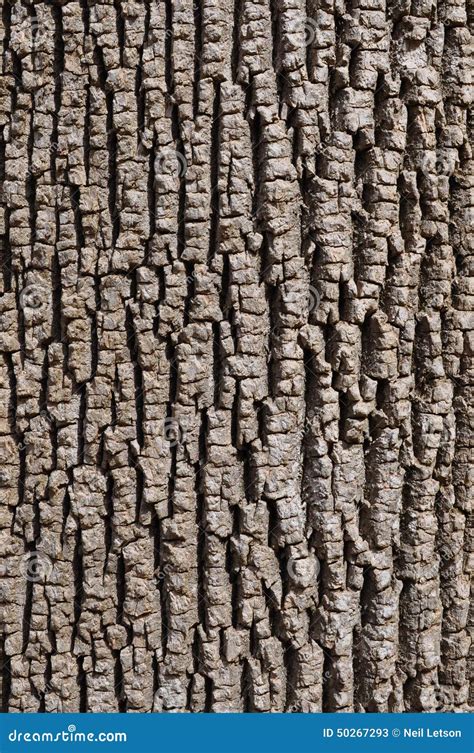 Ash Bark Stock Image Image Of Dendrology Gray Identification 50267293