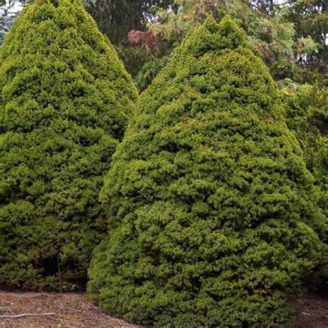 Spruce, Dwarf Alberta, Picea glauca 'Conica' Topiary - 202 Tree Center