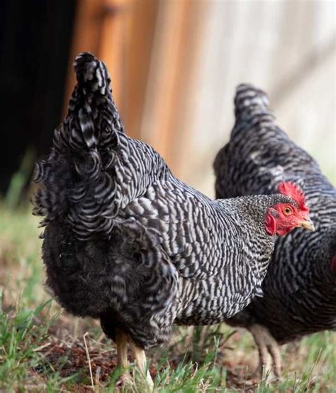 Top Best Friendliest Chicken Breeds Pets Eggs Show