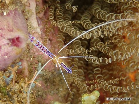 Crevette Nettoyeuse De Pederson Ancylomenes Pedersoni BioObs