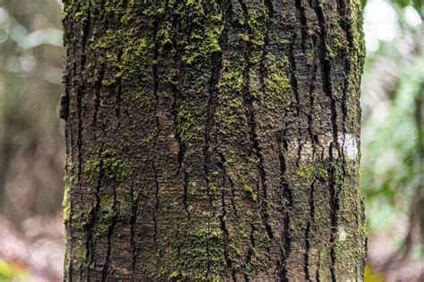 Premium Photo Closeup Shot Of A Tree Bark Covered With Moss