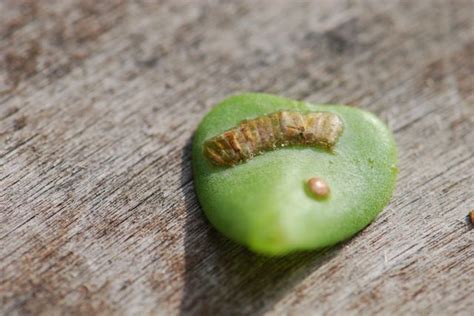 leafhopper life stages – Growing With Science Blog