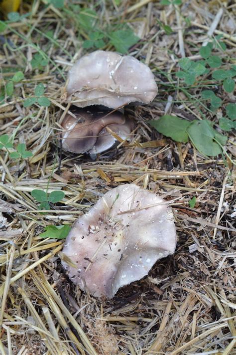 How To Grow Wine Cap Mushrooms And Boost Your Garden Yields Joybilee Farm