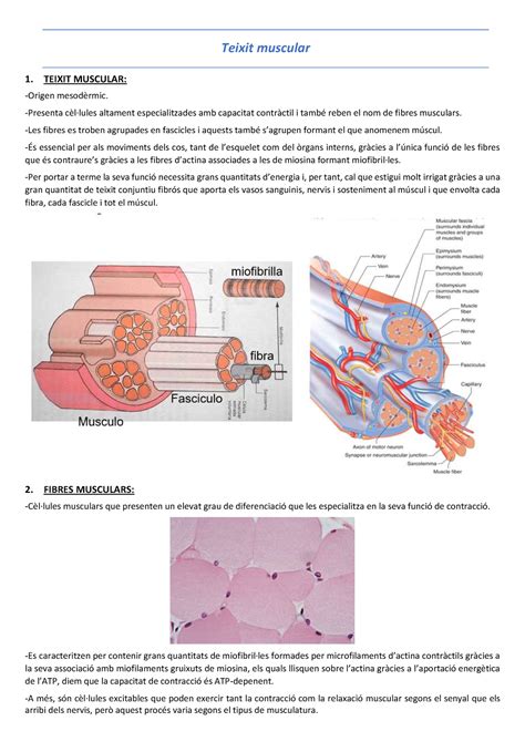 Teixit Muscular Histologia Biologia Ambiental Teixit Muscular 1