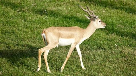 Now Tourists Will Not Be Able To See Deer In Sikandra Memorial Agra