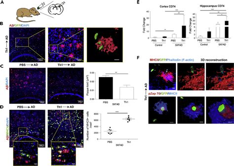 Icv Injection Of Ab Th Cells To Xfad Mice Decreases Ab Plaques In The