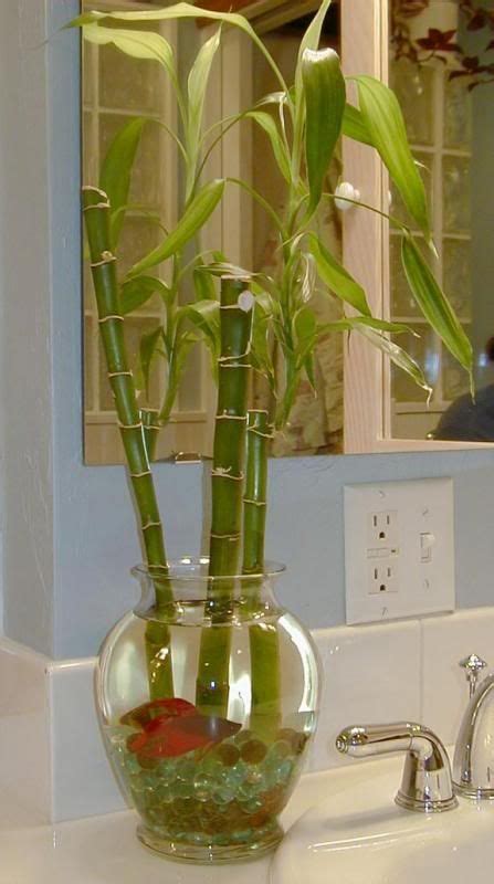 Photobucket Plants Grown In Water Fish Plants Vases Decor