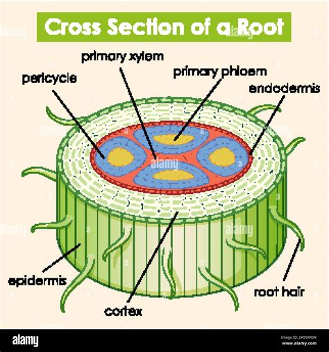 Diagram Showing Cross Section Of A Root Illustration Stock Vector Image