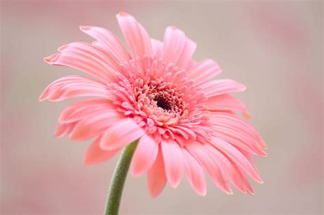 Arriba 82 Imagen Gerberas Color Pastel Abzlocal Mx