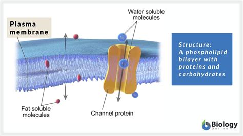 Permeability Definition And Examples Biology Online Dictionary