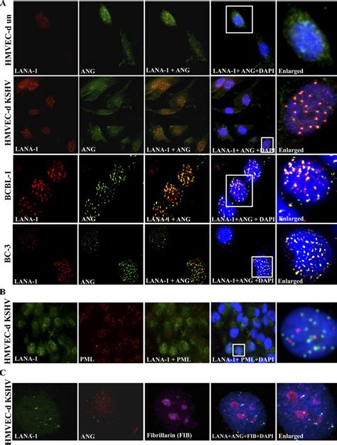 Lana Colocalization With Ang In The Nucleus Of Kshv Infected Cells