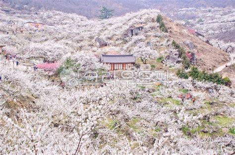 광양매화마을 광양 매화마을 매화축제 매화 사진이미지일러스트캘리그라피 Heedeoki작가