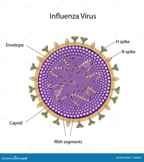 Estructura Del Virus De Gripe Fotografía de archivo Imagen 23673462