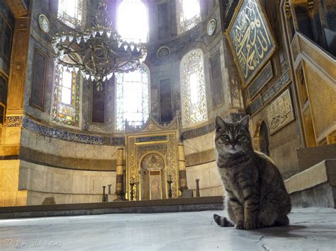 Cat In Mosque Emy De Lema Flickr